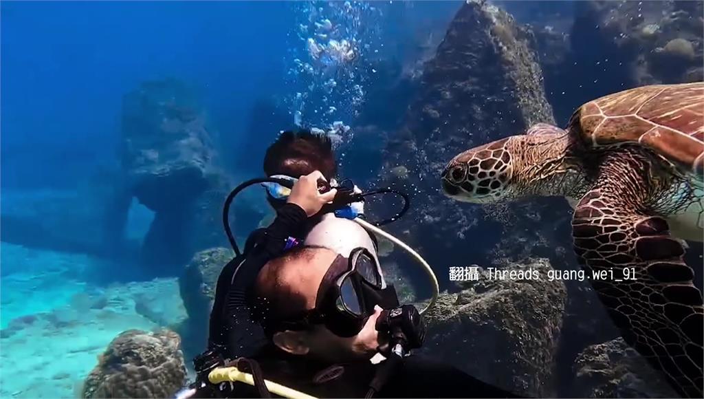 誤認海草？ 小琉球潛水「巧遇海龜」被咬頭髮