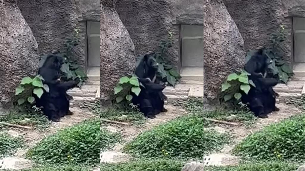 壽山動物園台灣黑熊舉起手搖晃身體，就像在和人打招呼一樣。圖／翻攝自Facebook@Shou Shan Zoo 壽山動物園