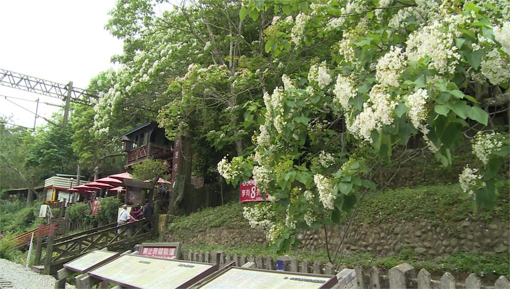 三義舊山線桐花秘境 花朵飄落如雪花