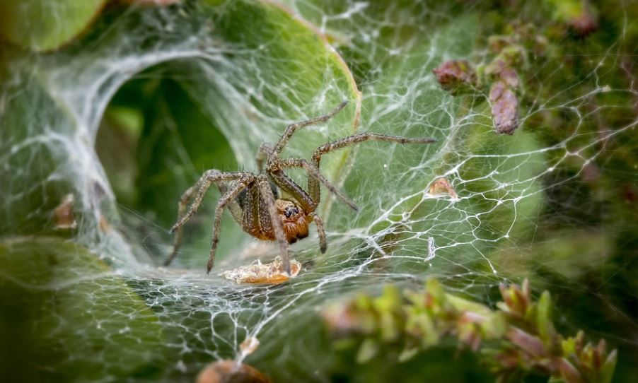 澳洲「漏斗網蜘蛛」其毒液有望治療中風跟心臟病。圖／翻攝自Pixabay