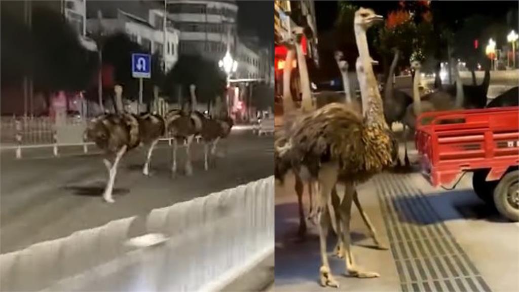 上百隻鴕鳥在街頭狂奔，嚇壞路過民眾。圖／翻攝自微博