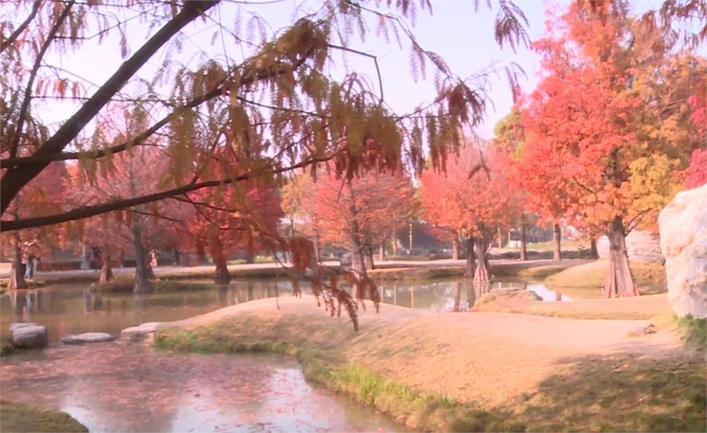 數十棵落羽松由綠轉紅，園區充滿浪漫氛圍。圖：台視新聞