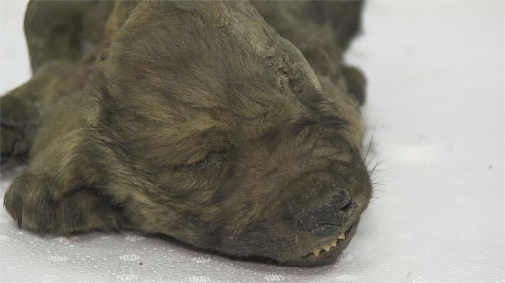 俄羅斯科學家在永凍土中挖出一隻疑似狼或狗的幼獸。圖：台視新聞