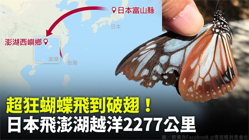 澎湖民眾發現從日本富山縣標放的青斑蝶。圖／翻攝自Facebook@青斑蝶刺青會社