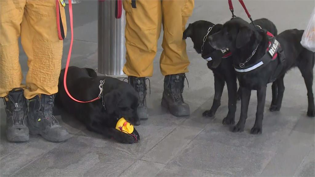 搜救犬Hugo收到民眾特別送的黃色鴨鴨玩具。圖／台視新聞