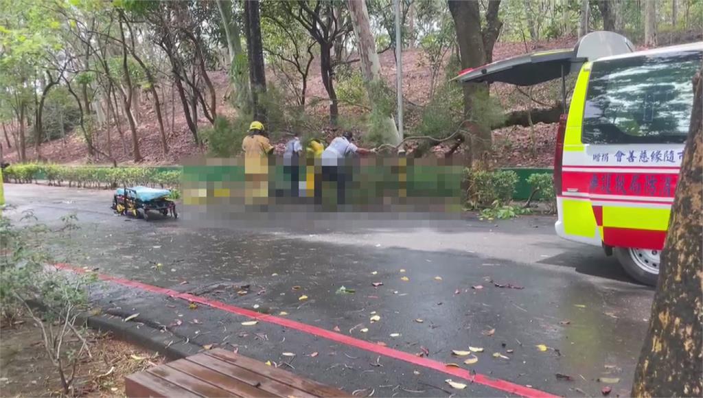 澄清湖今早發生路樹倒塌傷亡意外。圖／台視新聞