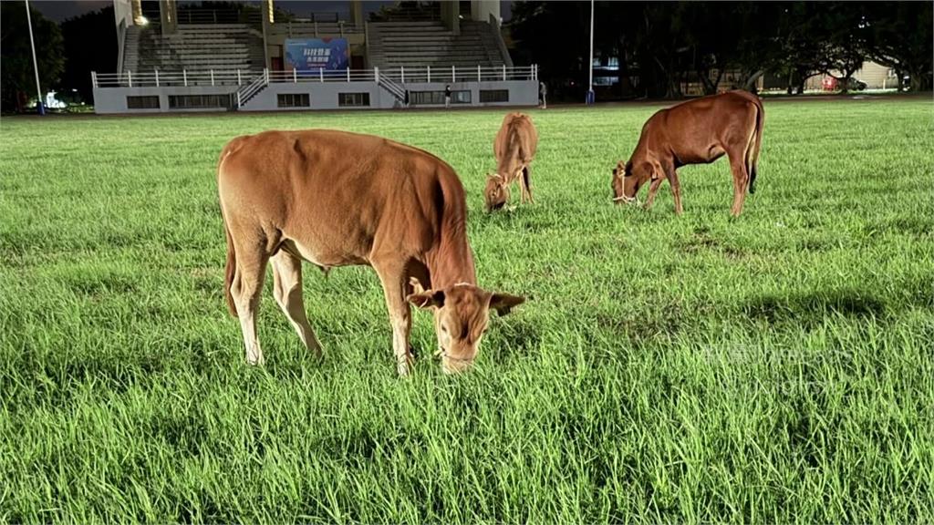 明新科大操場驚見三隻牛吃草！學生笑稱「以為新聘除草工友」