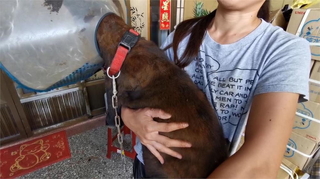 土狗遭比特犬緊咬32秒不放 飼主恐罰15萬