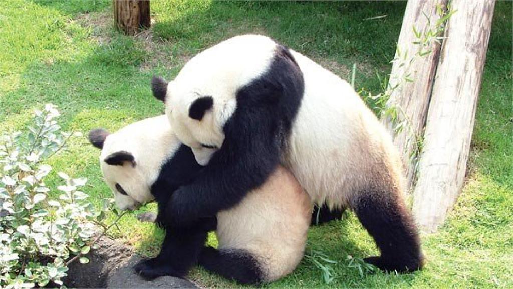 美動物園宣布向中國歸還2大貓熊。圖／翻攝自微博