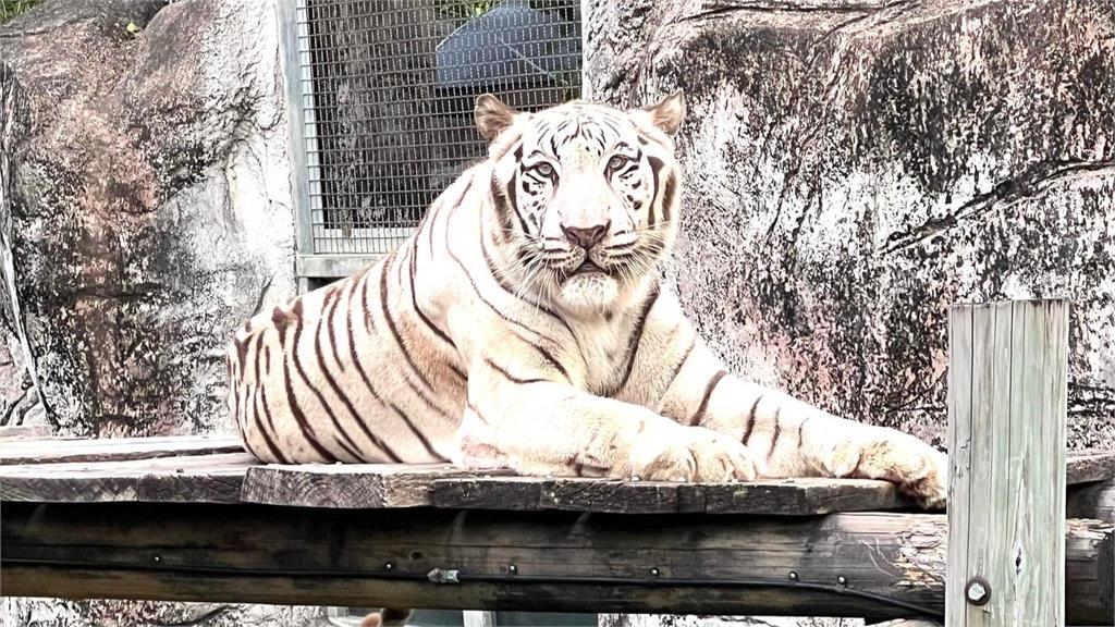 壽山動物園明星白老虎「昭海」19歲高齡離世 陪伴高雄14年圓滿謝幕