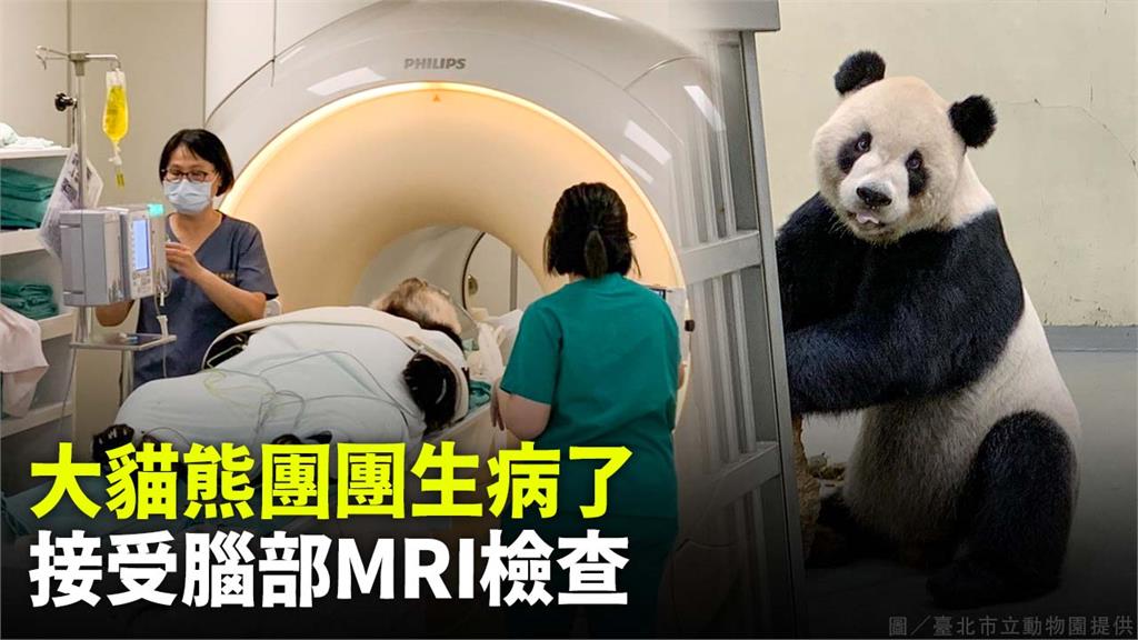 「團團」生病了！食慾差、口吐白沫 接受腦部MRI...