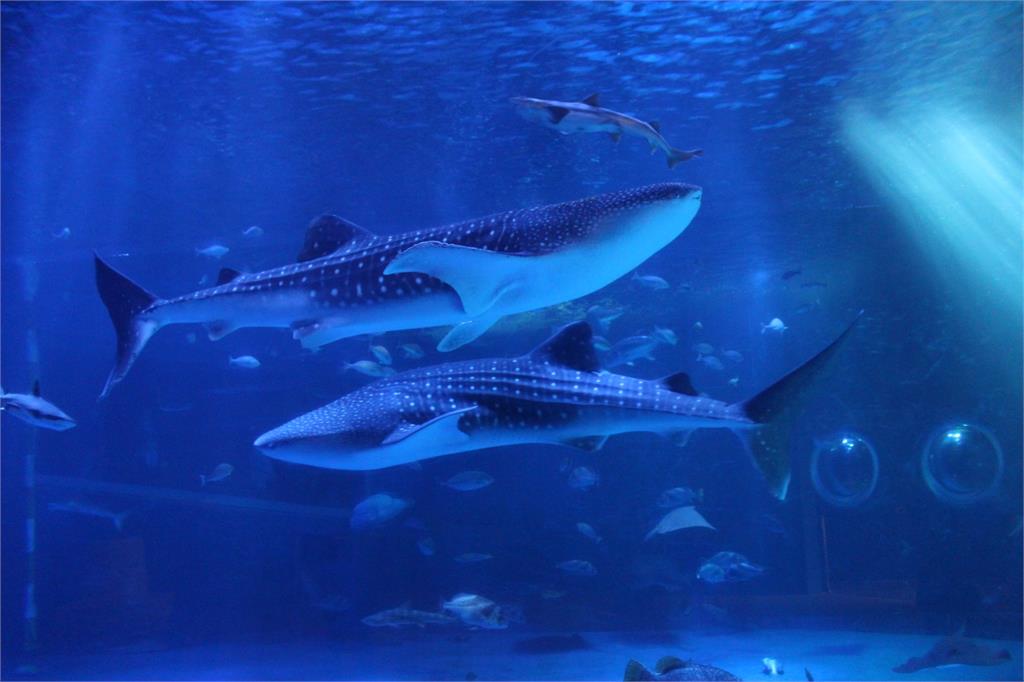 日本石川縣能登島水族館內的一頭鯨鯊死亡。圖／翻攝自Facebook@notojimaaquarium