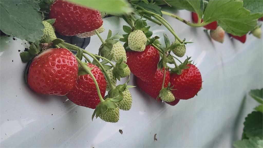現在前往苗栗正是鮮紅草莓成熟的季節。圖／台視新聞
