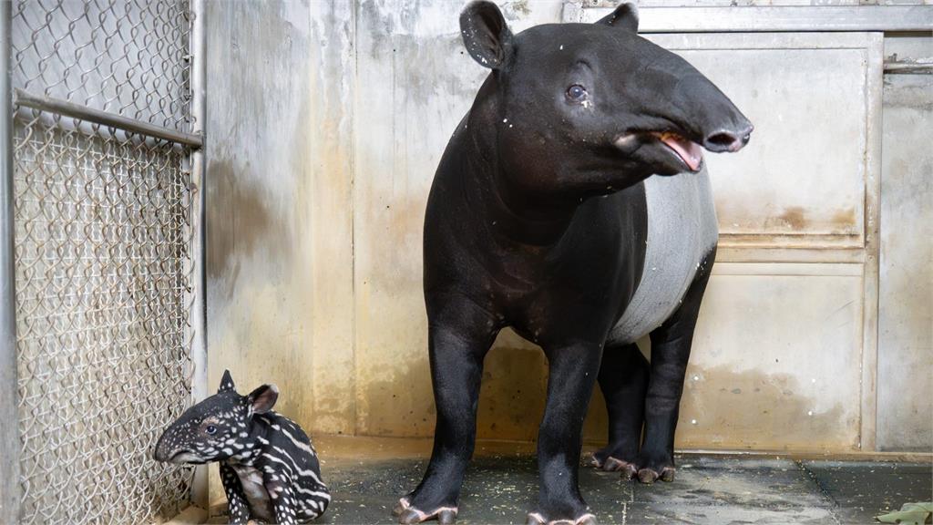 馬來貘Putri生了！台北動物園喜迎女寶寶　出生體重8.6公斤