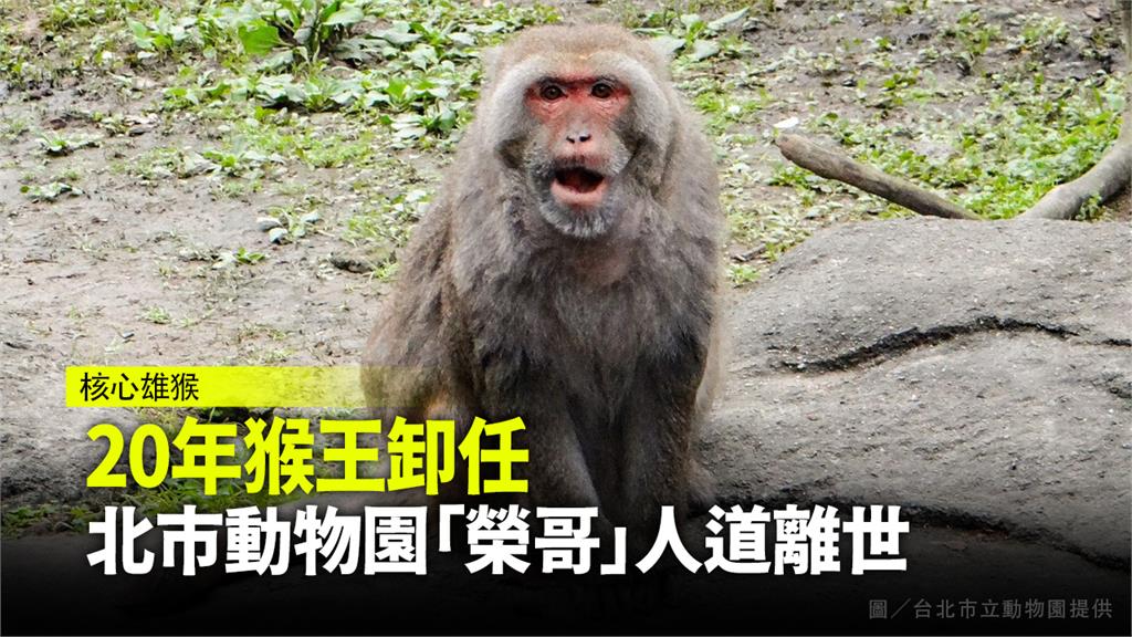 擔任北市動物園20年猴王的「榮哥」近日卸任，人道辭世。圖／台北市立動物園 提供