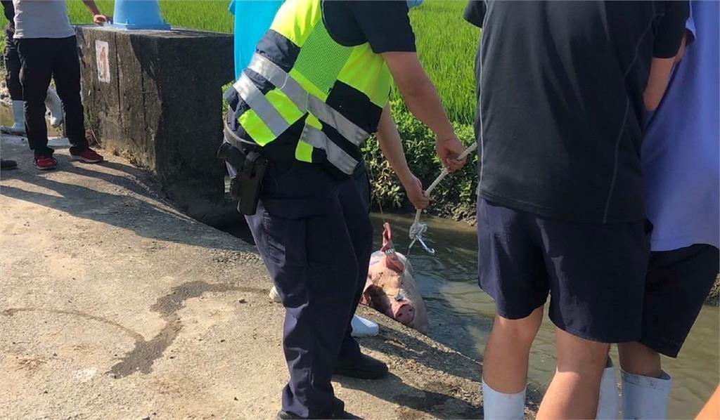 一頭「5爪豬」疑似被棄養，在田裡被捕獲。圖／翻攝自Facebook@雲林縣警察局 斗南分局 Dounan Police Precinct