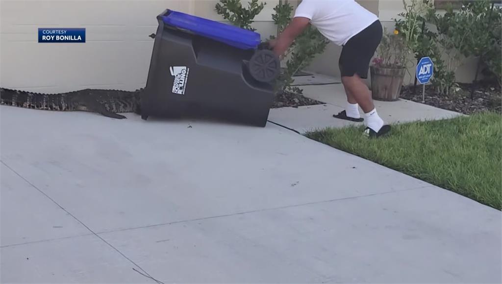 美國男子利用垃圾桶抓捕鱷魚。圖／AP Direct