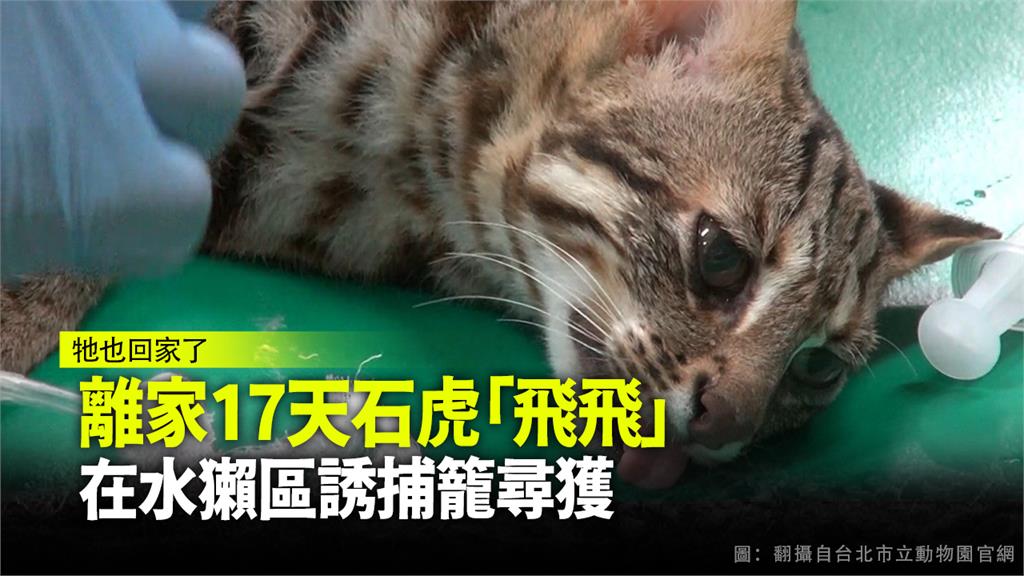 失蹤17天的石虎「飛飛」今天下午被人尋獲。圖：台北市立動物園官網
