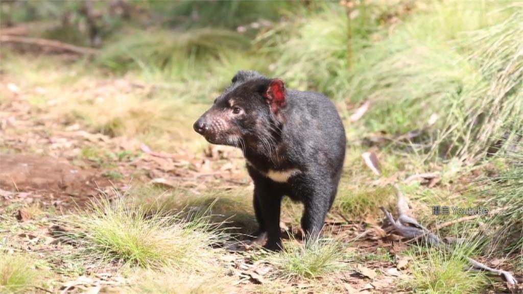 俗稱「塔斯馬尼亞惡魔」的袋獾。圖／翻攝自YouTube