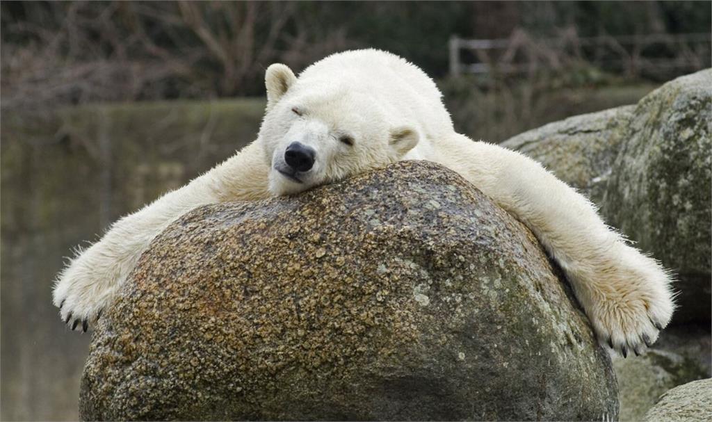 柏林動物園北極熊「卡秋莎」逝世。圖／翻攝自Twitter@zooberlin