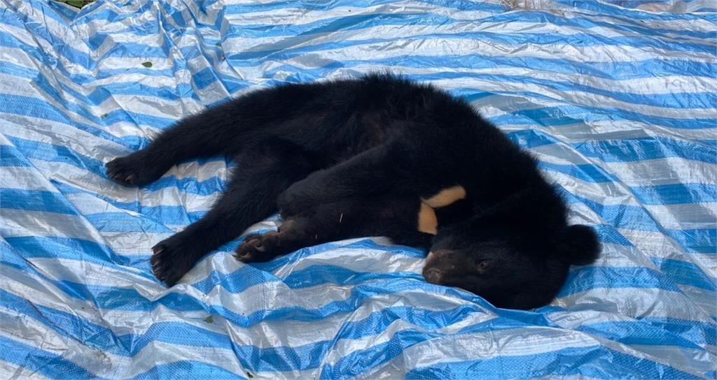 小台灣黑熊受困陷阱，被果農發現後順利獲救。圖／林業署台中分署提供
