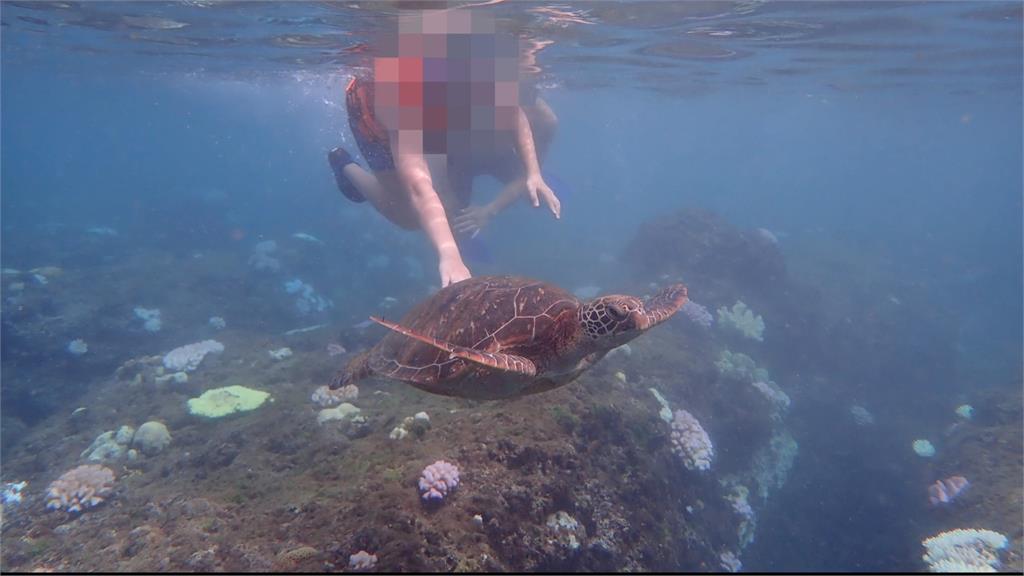 民眾在美人洞海域潛水時，發現一名孩童竟伸手觸摸海龜。圖：台視新聞