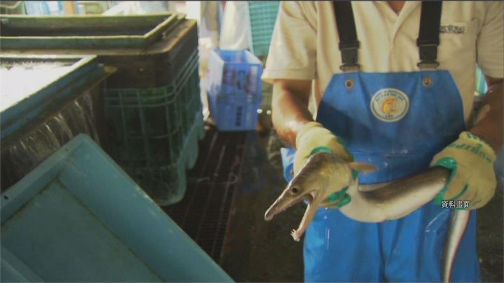 日本首批完全養殖鰻魚 正式開賣