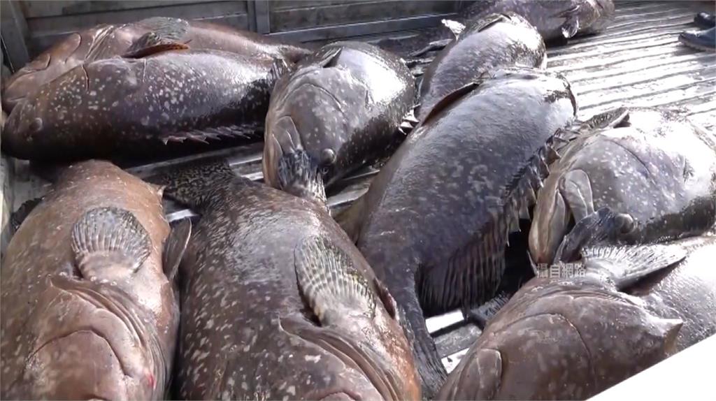 中國海關總署指出，近期從台灣地區輸中國的活石斑魚中檢出禁用藥。圖／台視新聞（資料畫面）