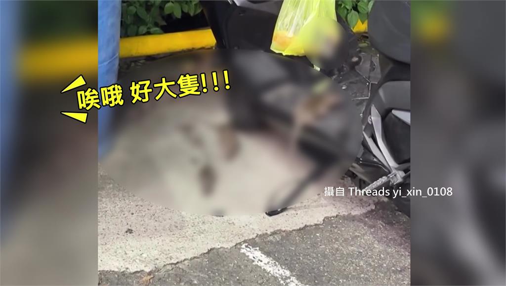 台中太平賣場停車場驚見鼠群搶食麵包 圍攻機車龍頭袋子超噁畫面曝