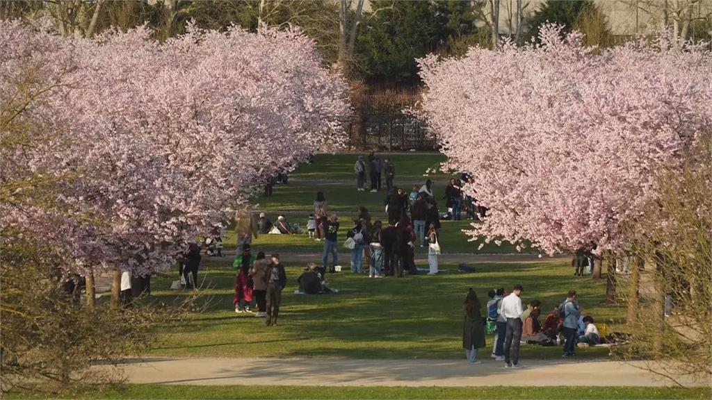 日本櫻花季全面來襲 美國義大利也有賞櫻潮
