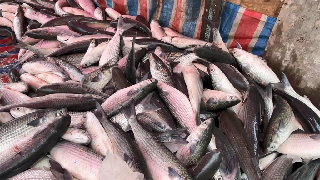 彰化縣首批養殖的烏魚上市。圖／台視新聞