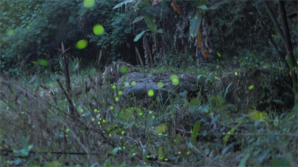 嘉義山區估5月初會有大量螢火蟲現蹤。圖／台視新聞