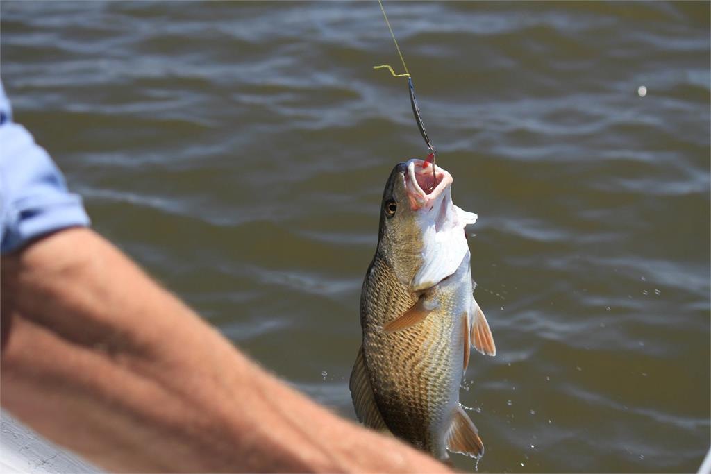 美國佛州有民眾在河中看到長相相當詭異的魚，彷彿有一張人臉，還會對人微笑。示意圖／翻攝自Pixabay