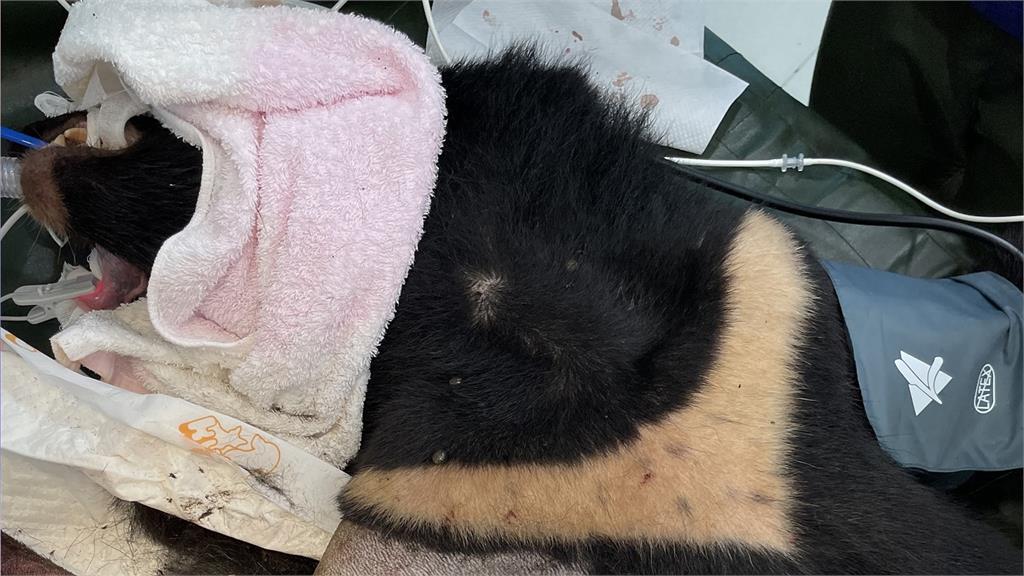 卓溪救援的黑熊進行清創手術時發生休克，醫療團隊緊急搶救後，仍因感染及肌肉壞死過於嚴重死亡。圖／林業署花蓮分署提供