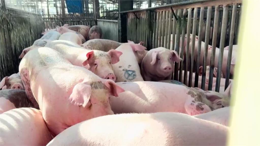 雲林解封首拍！首頭「重量級」豬登場 每公斤拍出99.6元