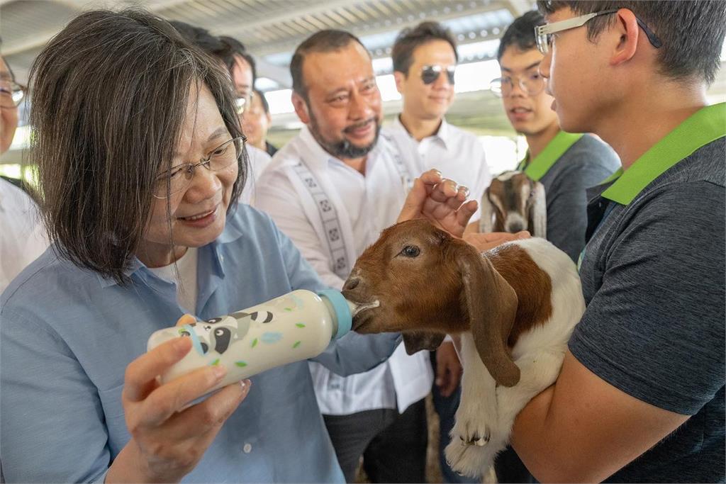 視察貝里斯種羊生產，蔡英文餵小羊喝奶。圖／翻攝自蔡英文臉書