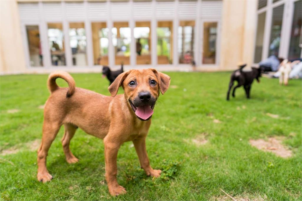新竹市政府動物保護及防疫所目前安置逾20隻幼犬，經照顧及隔離檢疫期滿，平均年齡3個月，18日宣布開放給民眾認養。圖／新竹市政府提供