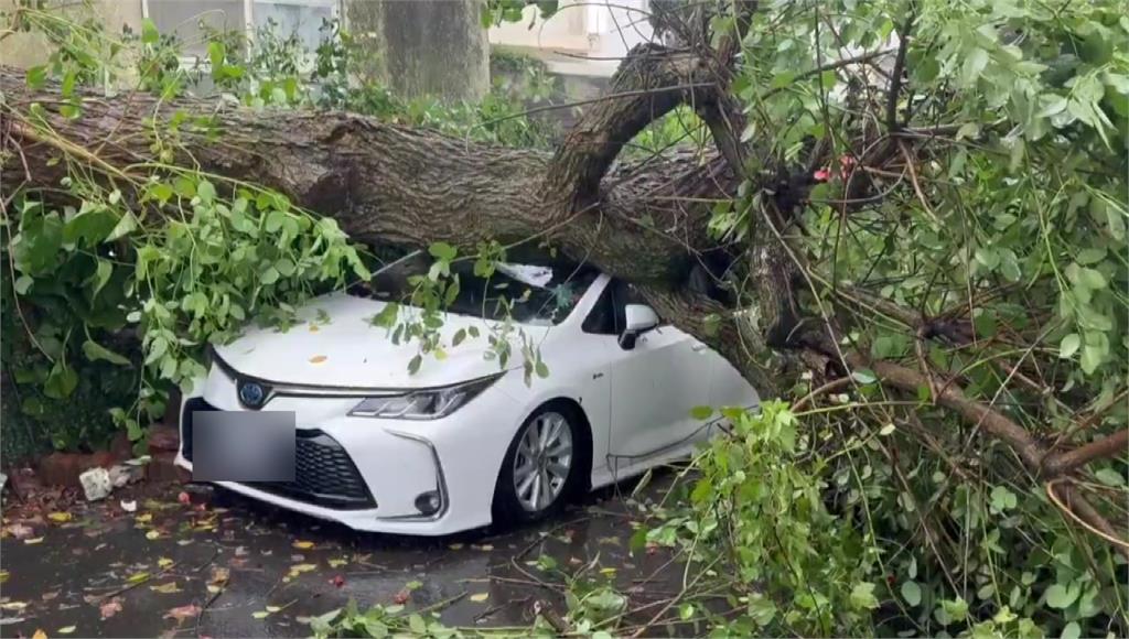 白海豚環流甩雨！楊梅20年老樹倒下砸車 新竹尖石同車高巨石崩落