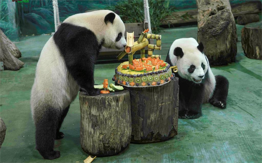 媽媽圓圓（右）和女兒圓寶一起享用生日蛋糕。圖／翻攝自台北市立動物園