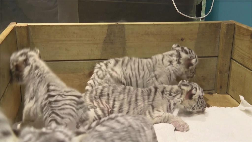 中國河南鄭州一座動物園迎來罕見的白虎6胞胎。圖／美聯社、路透社