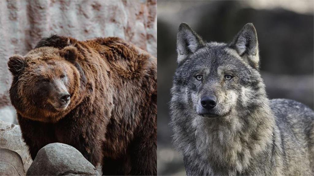 土狼及黑熊常為了爭搶食物大打出手，不過卻拍到哥倆好的畫面。示意圖／翻攝自Pixabay
