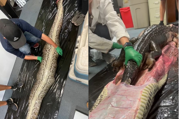 美國佛羅里達州巨蟒完整吞下「一隻鱷魚」。圖／翻攝自IG@rosiekmoore