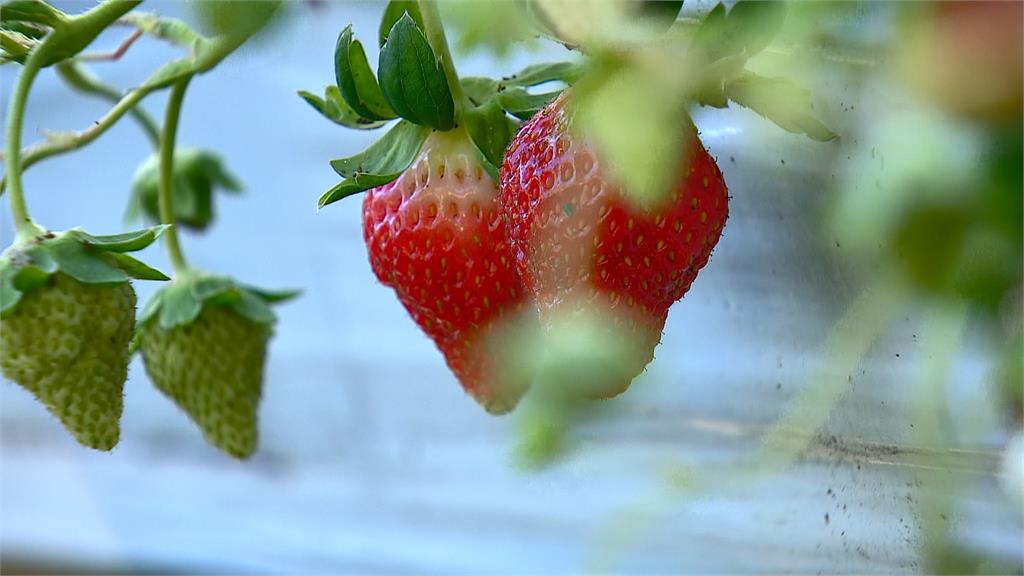 2021年初三波寒流接力襲台，一度導致草莓生長緩慢
