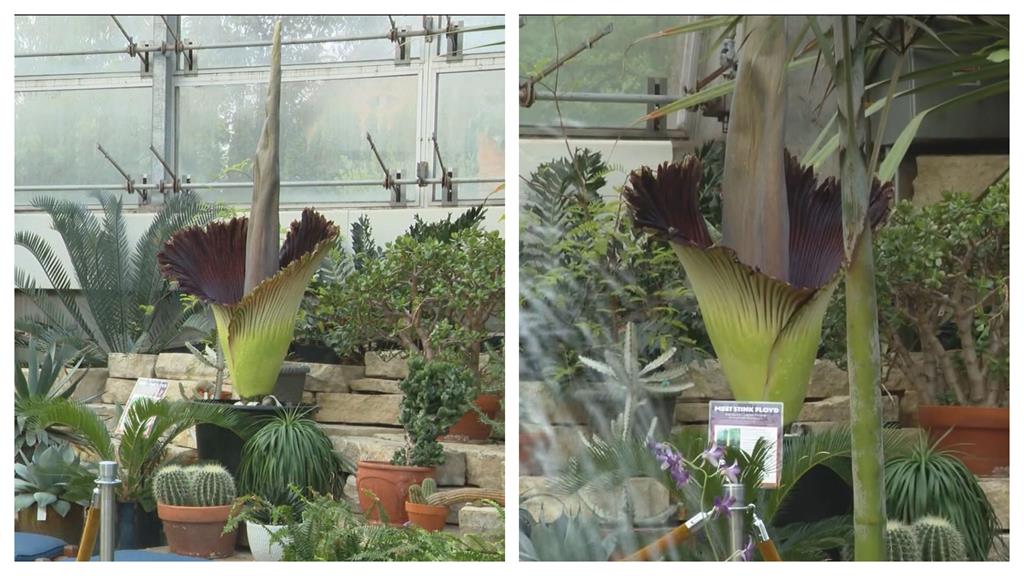 屍花綻放！美國植物園「巨花魔芋」盛開　民眾排隊搶看