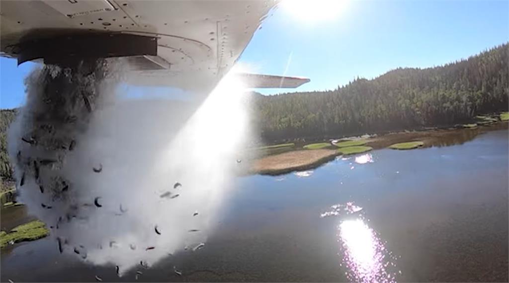 成千上萬的鱒魚魚苗伴隨著水彈，從空中落入目標區的湖泊。圖／翻攝自Utah Division of Wildlife Resources臉書