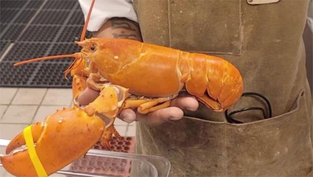 美國亞利桑那州一家餐廳發現特殊的亮橘色龍蝦。圖／AP Direct