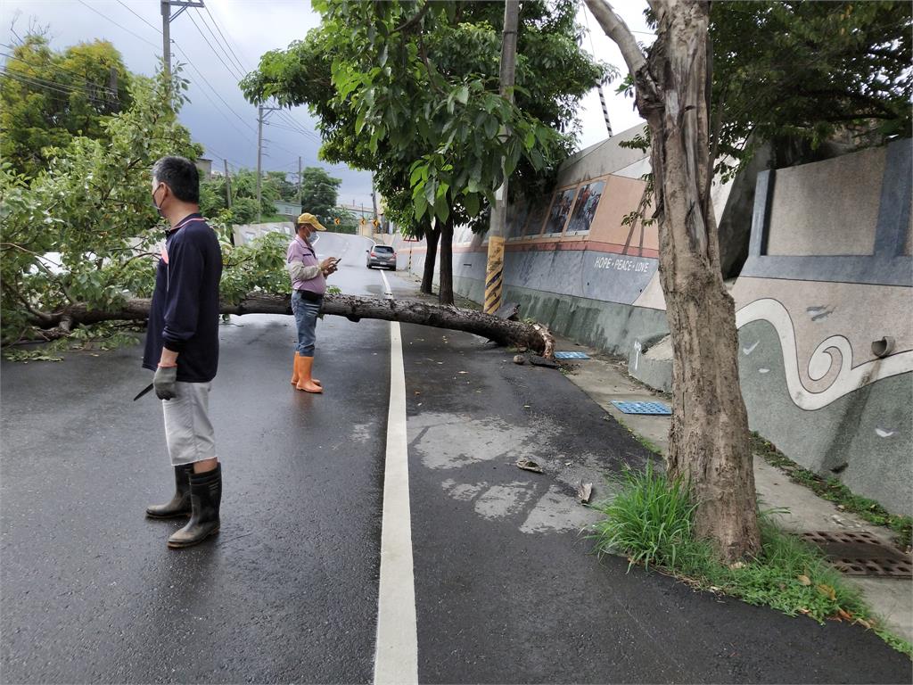 大雨襲擊，高雄彌陀區四維路發生路樹傾倒意外。圖／翻攝自彌陀人大小事臉書