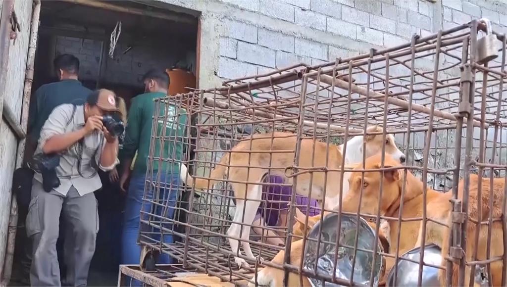 印尼蘇拉威西島下令禁止吃狗、貓肉。圖／美聯社