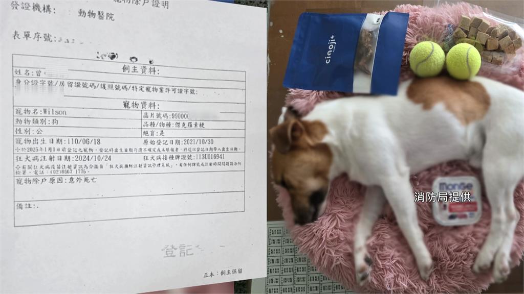 花蓮搜救犬Wilson傳遭虐死 消防局公布遺骸照：頭骨完整.絕無虐犬