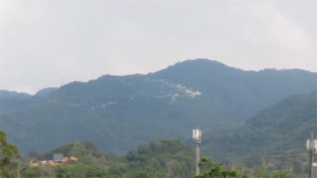 美翻！黃頭鷺成群遷徙 如「白色鳥河」空中奇景